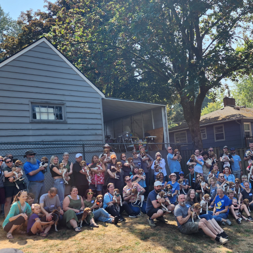 40 beagle families gather for one group shot for Beagle-versary reunion