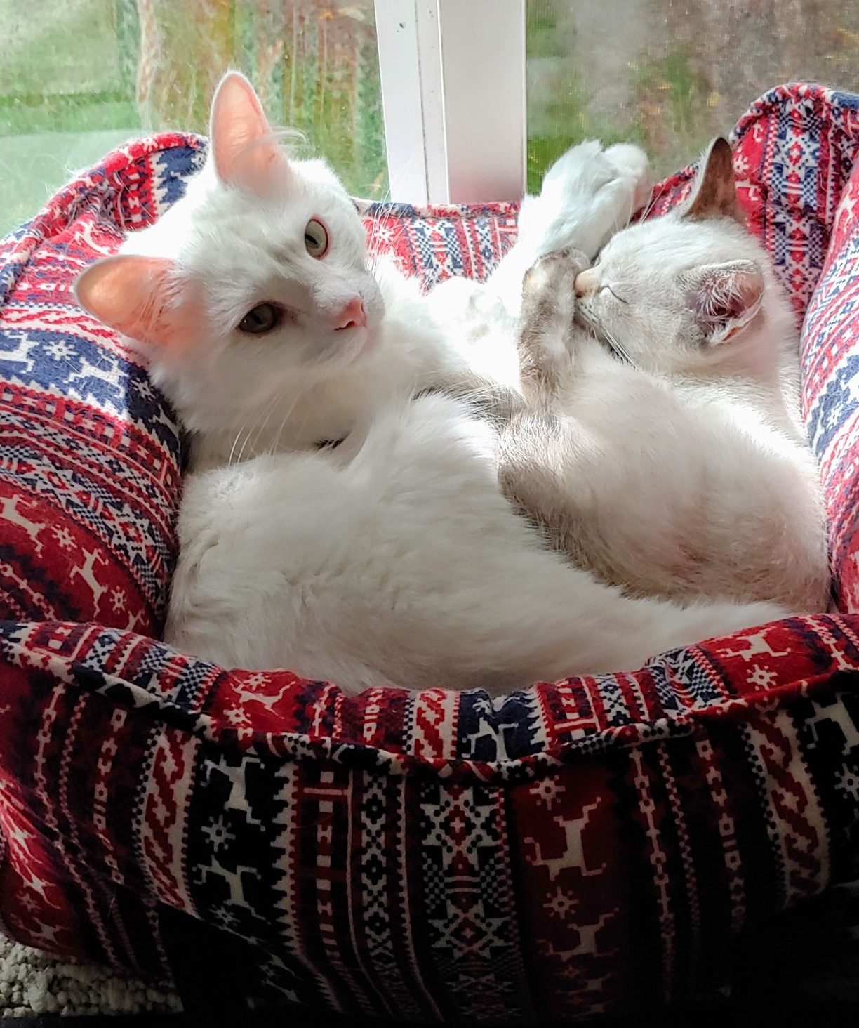 Cat & Kitten Training - Oregon Humane Society
