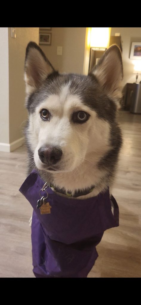 Dog posing with an apron on