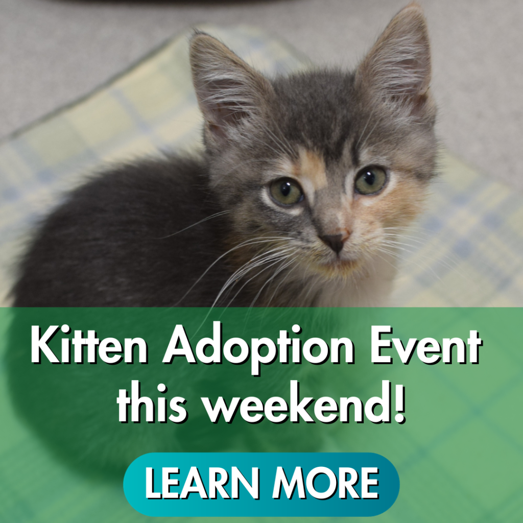 Kitten adoption event this weekend! Learn more button