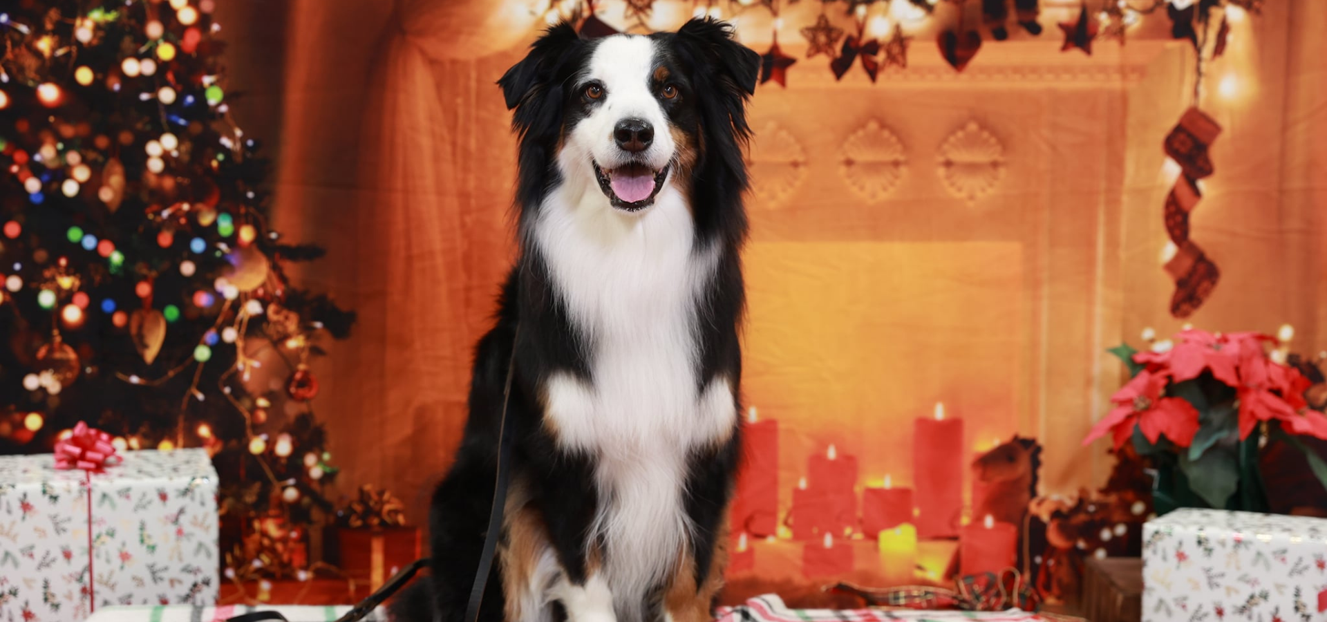 Bordie collie dog posing in front of a Christmas tree for OHS Santa Paws event