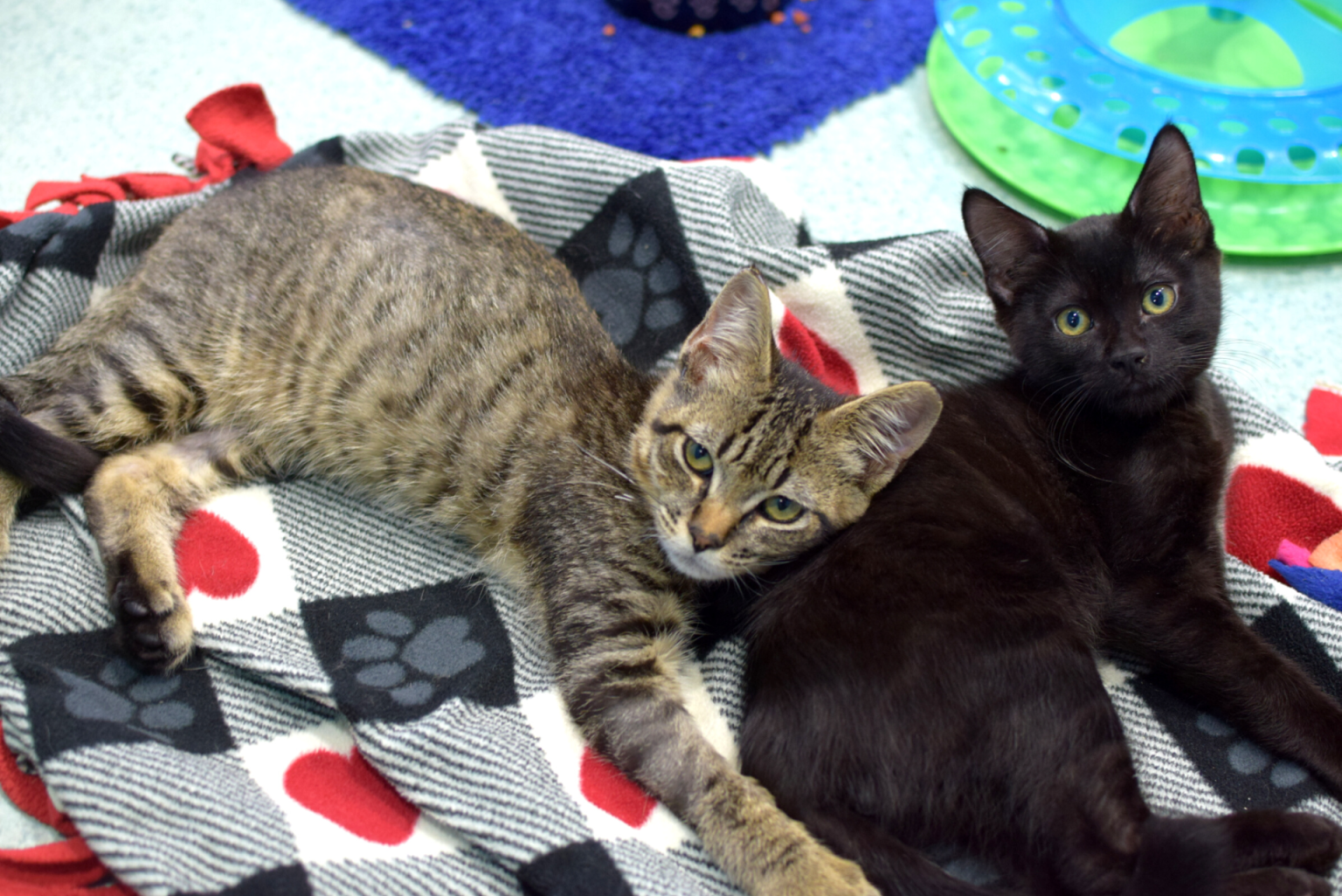 Humane Pets Pets for the Elderly | Oregon Humane