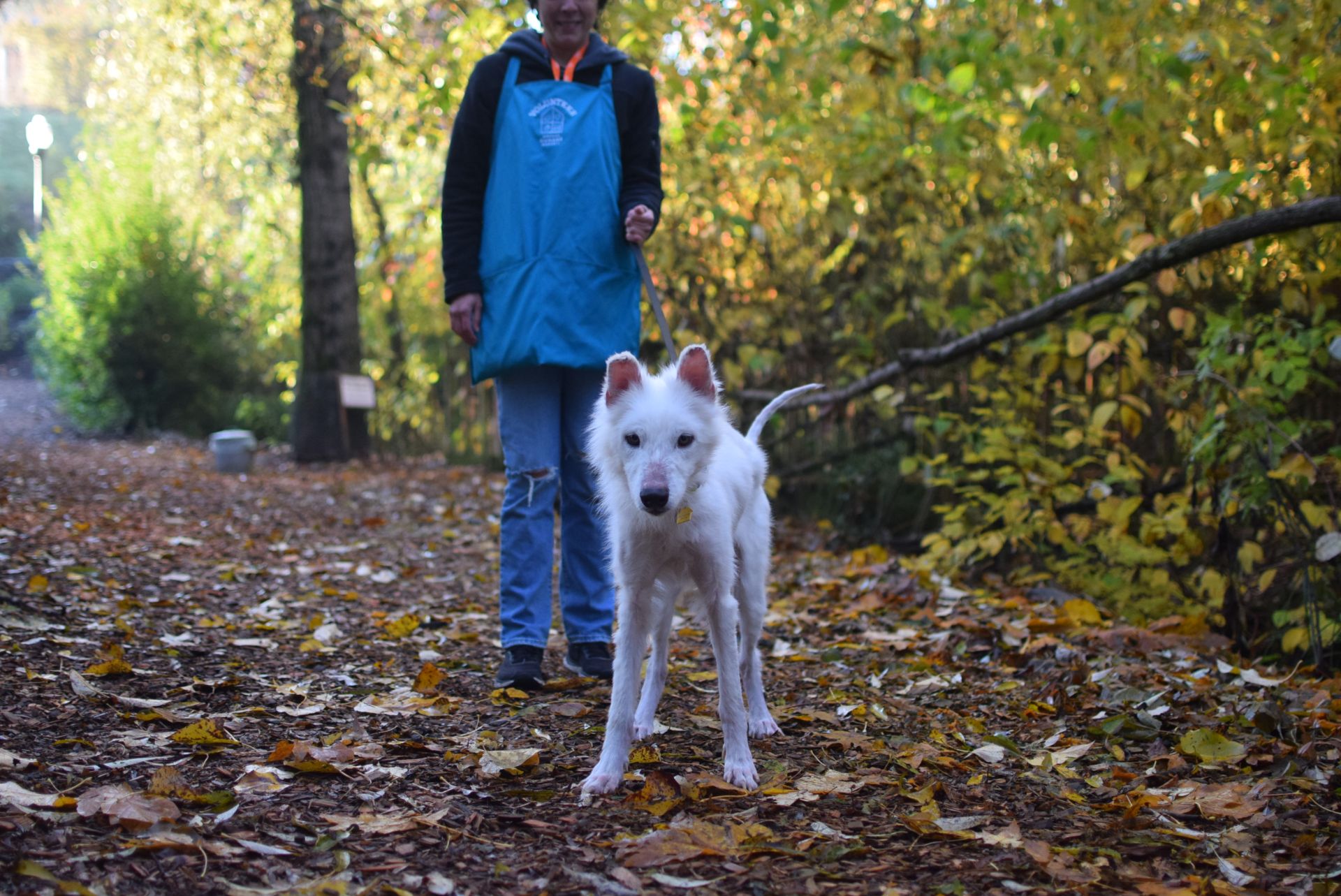 Cotton the dog posing for the camera while on a walk with an OHS volunteer