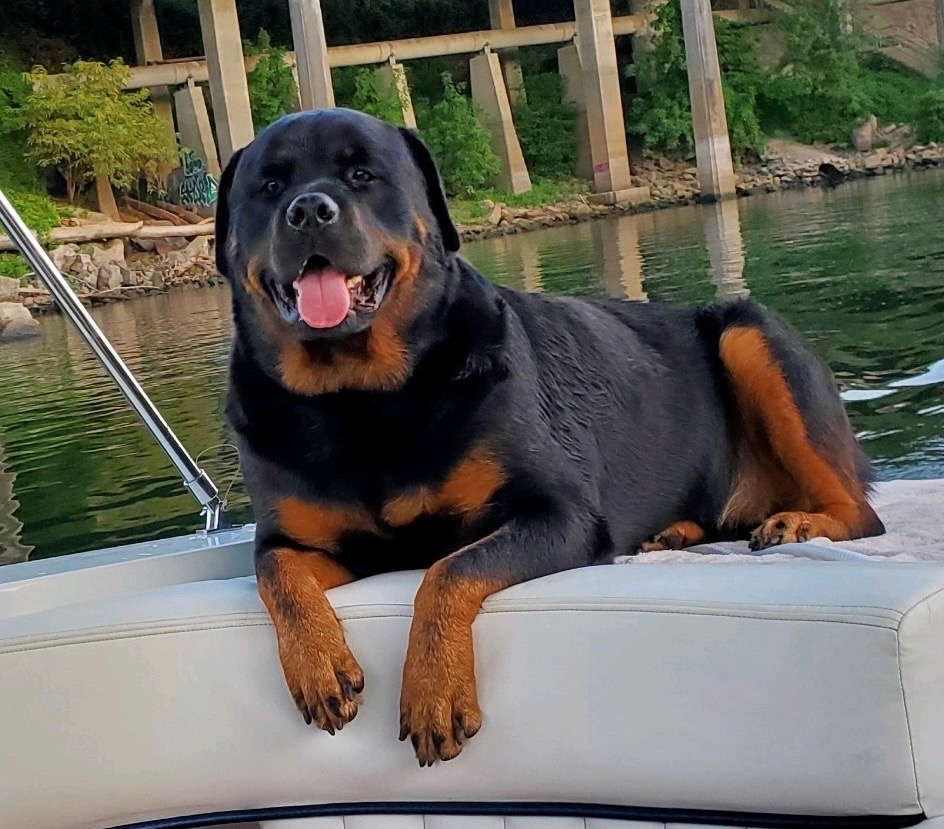 Zeus Best Dog (2nd) 2023 Photo Contest