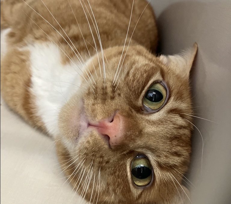 Buddy, an orange adult cat.