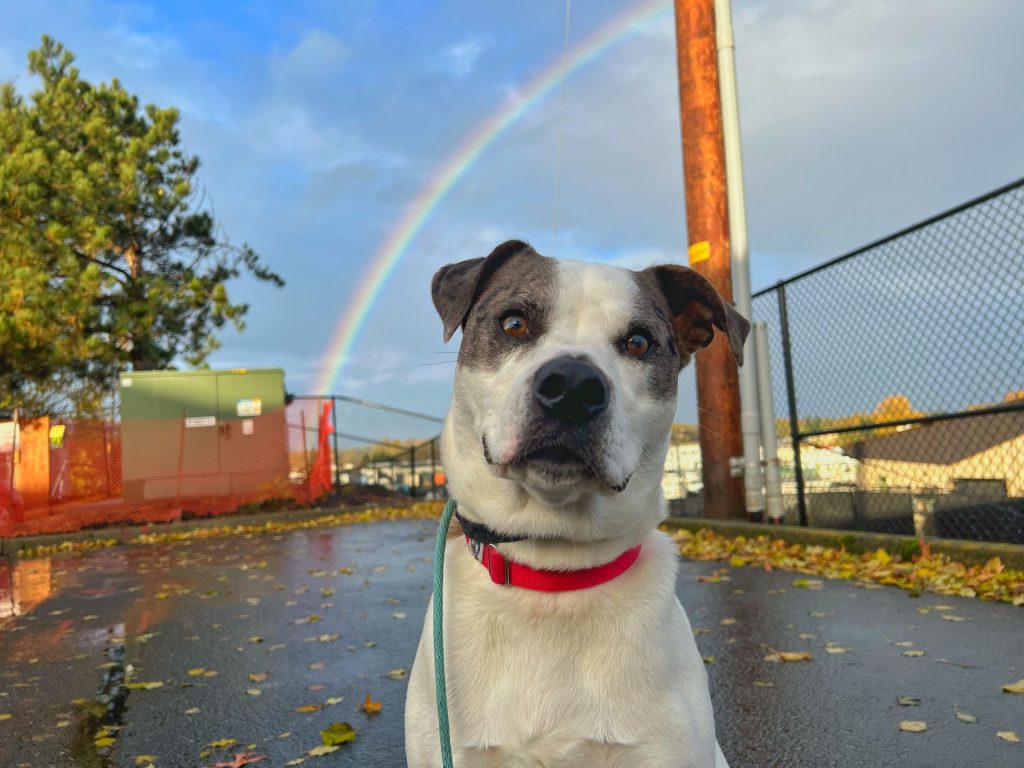 Oliver, a black and white dog, sitting outside under a rainbow