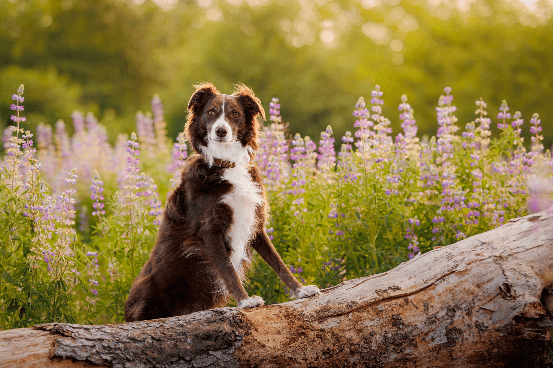 Examples (page title) | Oregon Humane