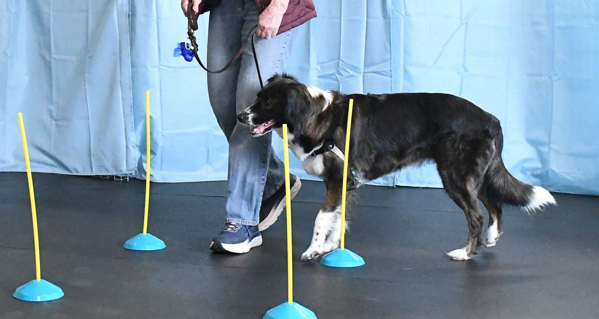Skill Building for Reactive Dogs Oregon Humane Society