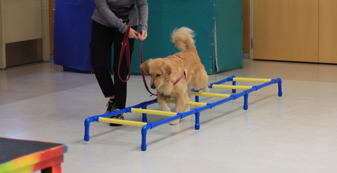 Activities for Reactive Dogs Oregon Humane Society