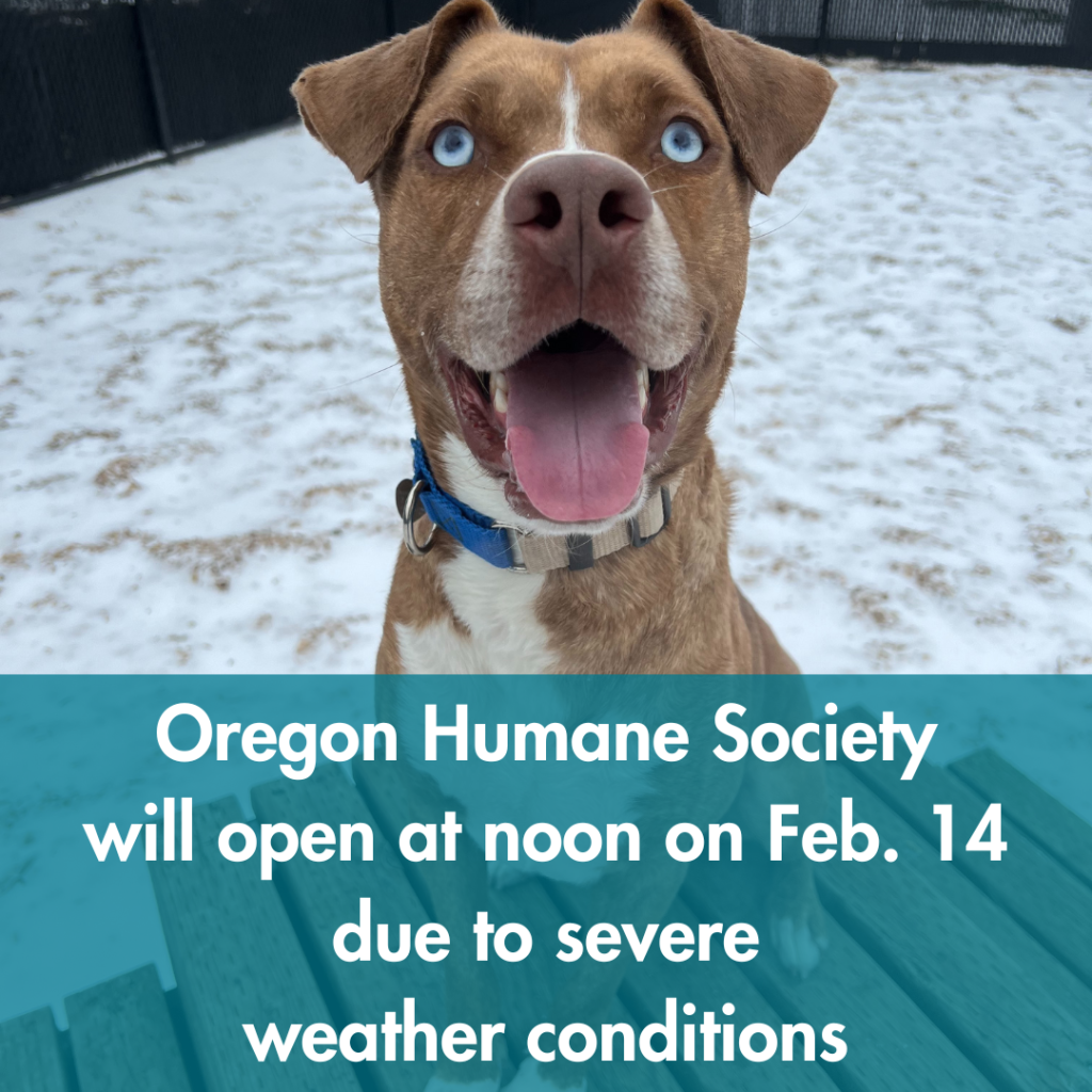 I need help with a feral cat. - Oregon Humane Society