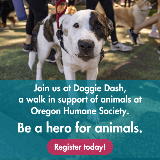 Join us at Doggie Dash, a walk in support of animals at Oregon Humane Society. Be a hero for animals. Register today!