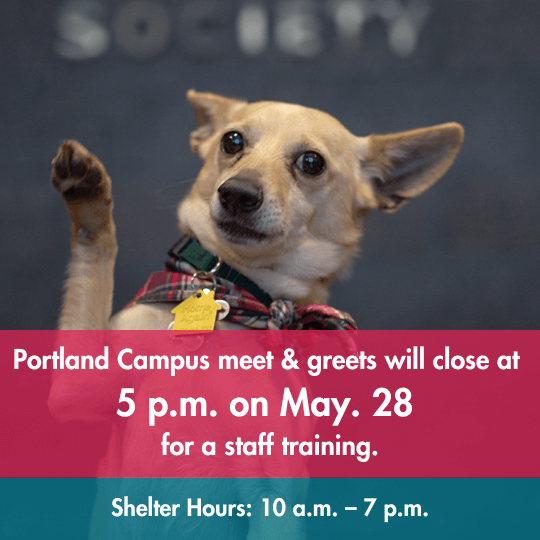 Portland Campus meet & greets will close at 5 p.m. on May. 28 for a staff training. | Shelter Hours: 10 a.m. – 7 p.m.