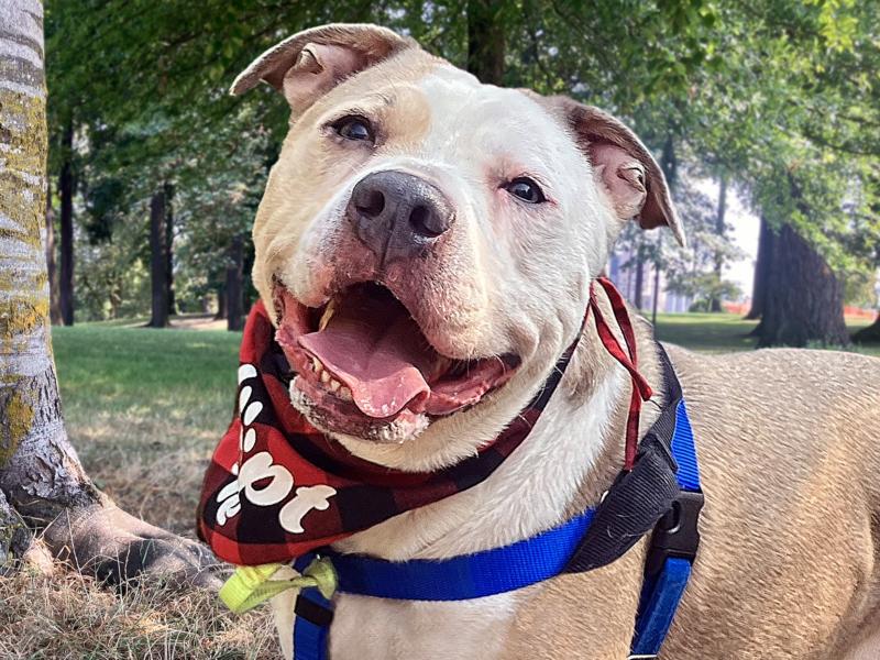 Foster-to-Adopt is Changing the Odds