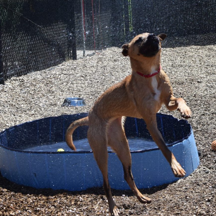 Summer Pet Safety Tips