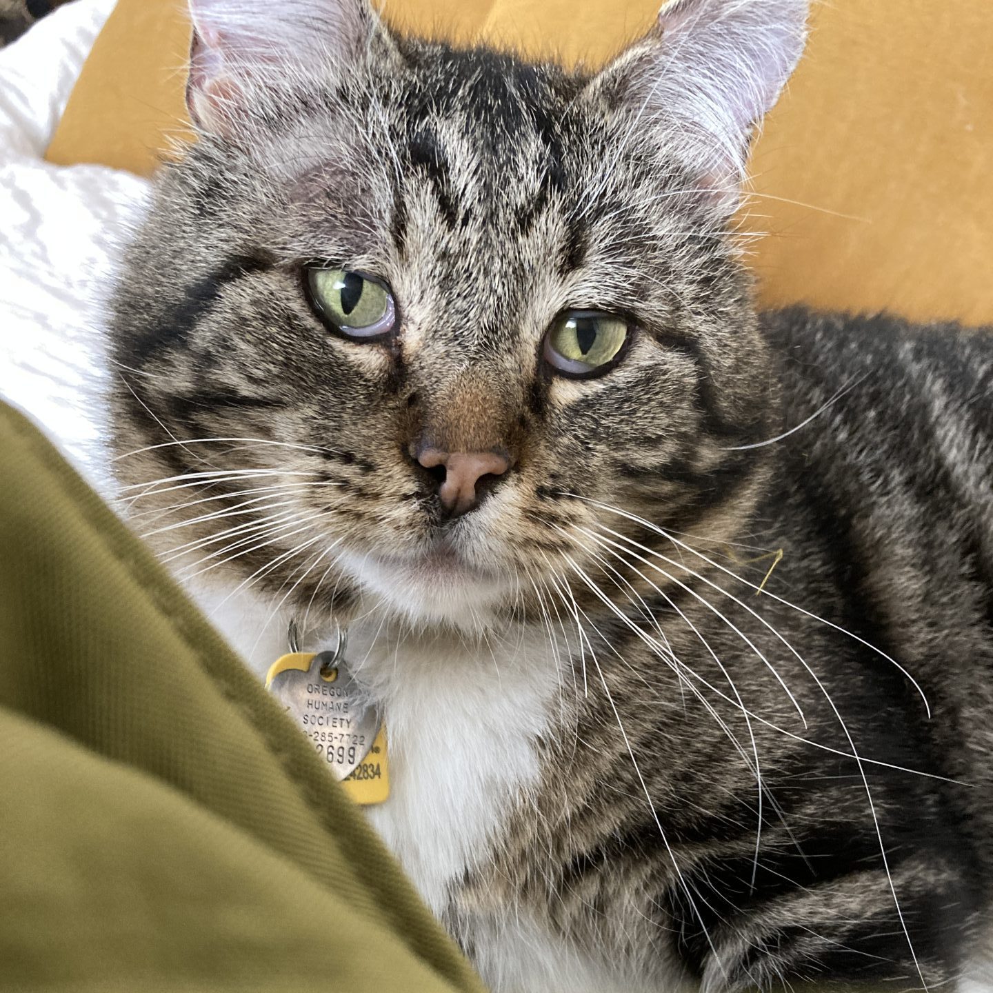 How to Help Stray Cats