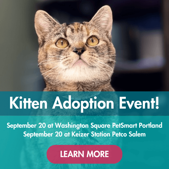 Kitten Adoption Event! | September 20 at Washington Square PetSmart Portland | September 20 at Keizer Station Petco Salem | Learn More