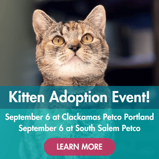 Kitten Adoption Event! | September 6 at Clackamas Petco Portland | September 6 at South Salem Petco | Learn More