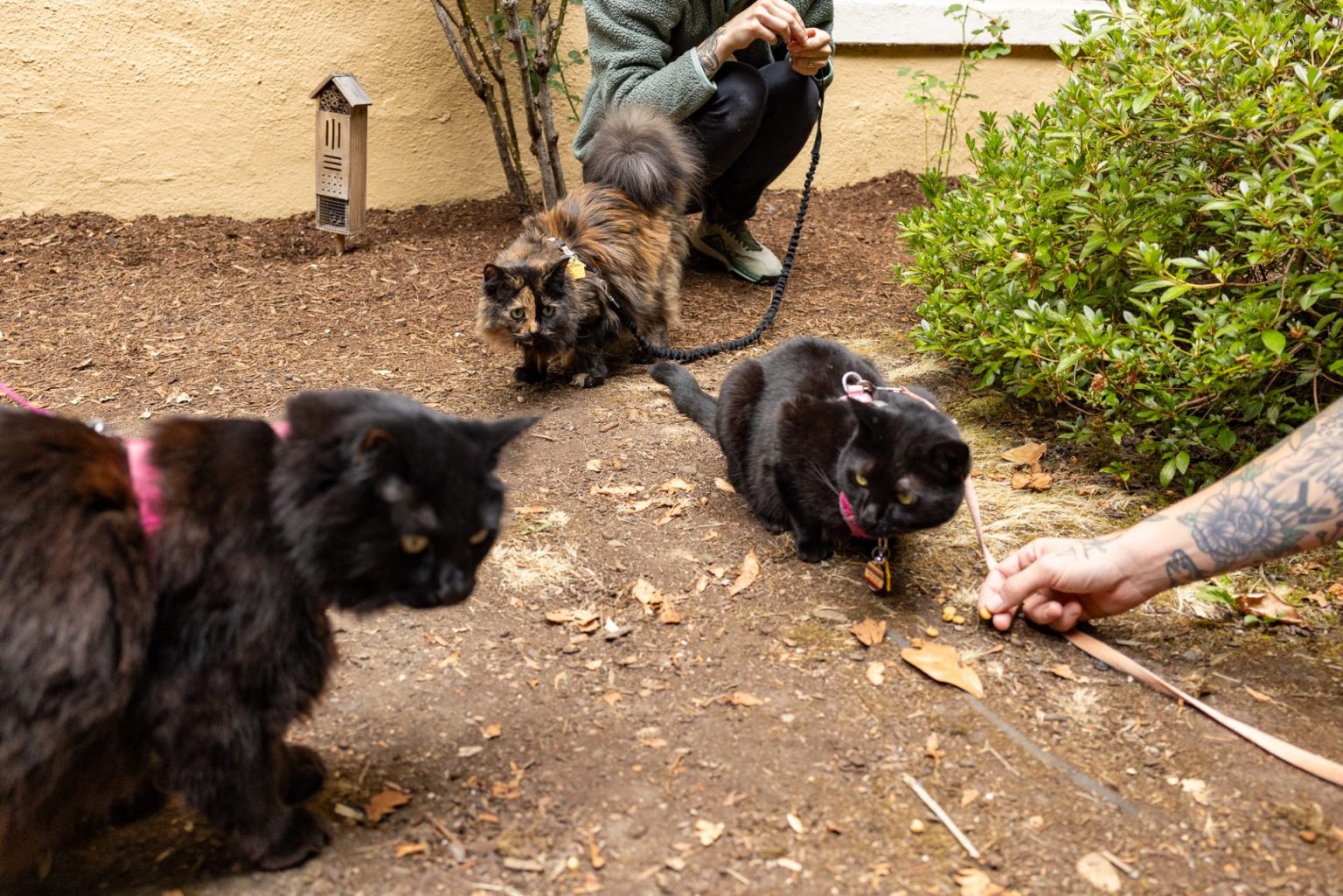 Picture of The 8 Best Cat Harnesses for Kitties of All Shapes and Sizes