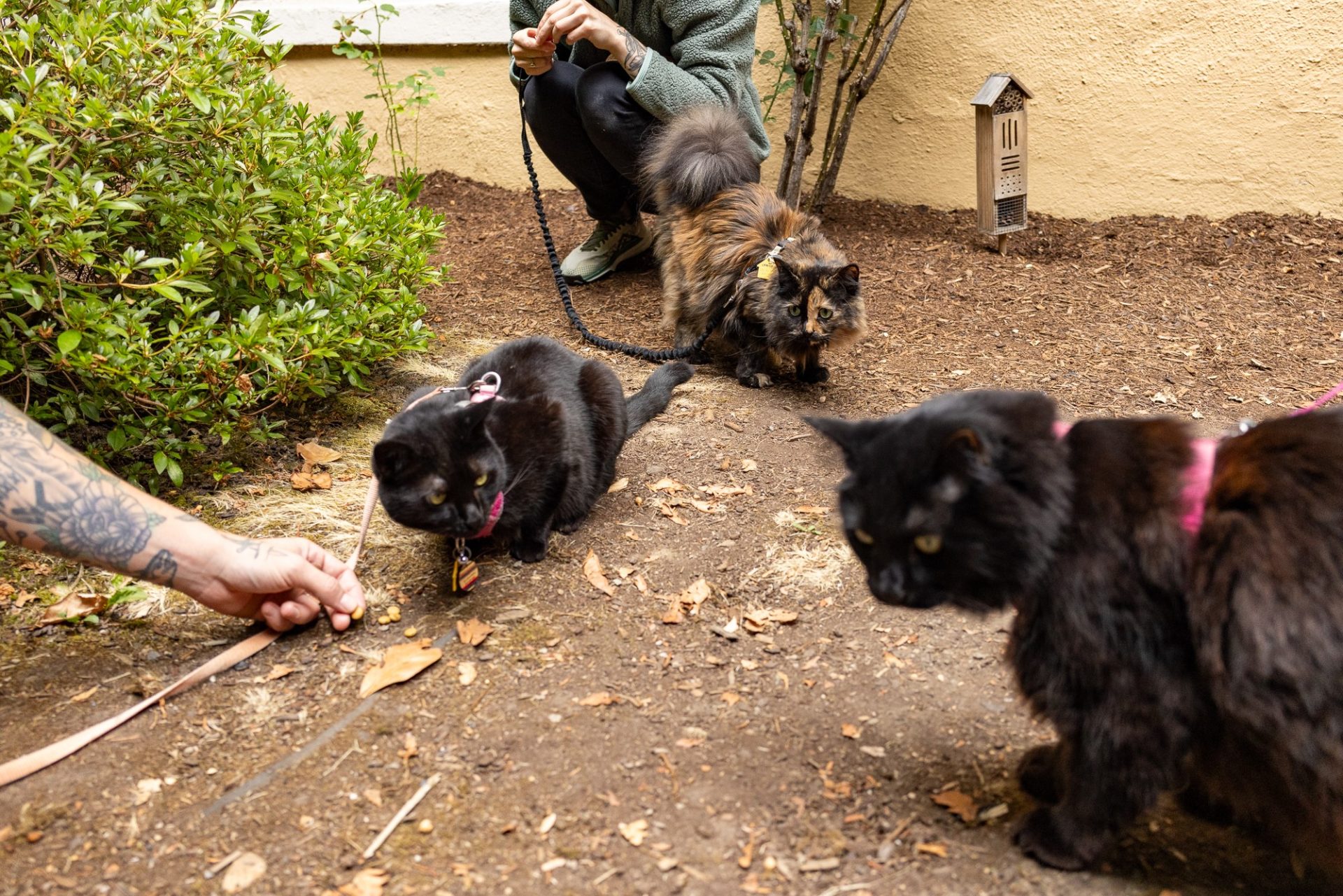 OHS Alumni Cats Leash Up for a Stroll