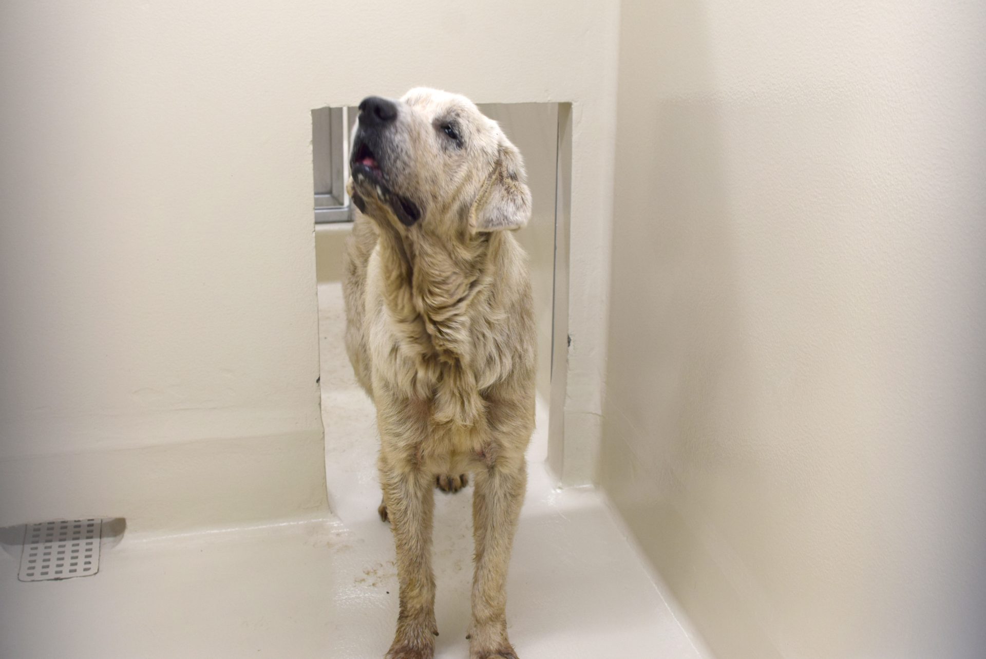Dogs Rescued in Polk County