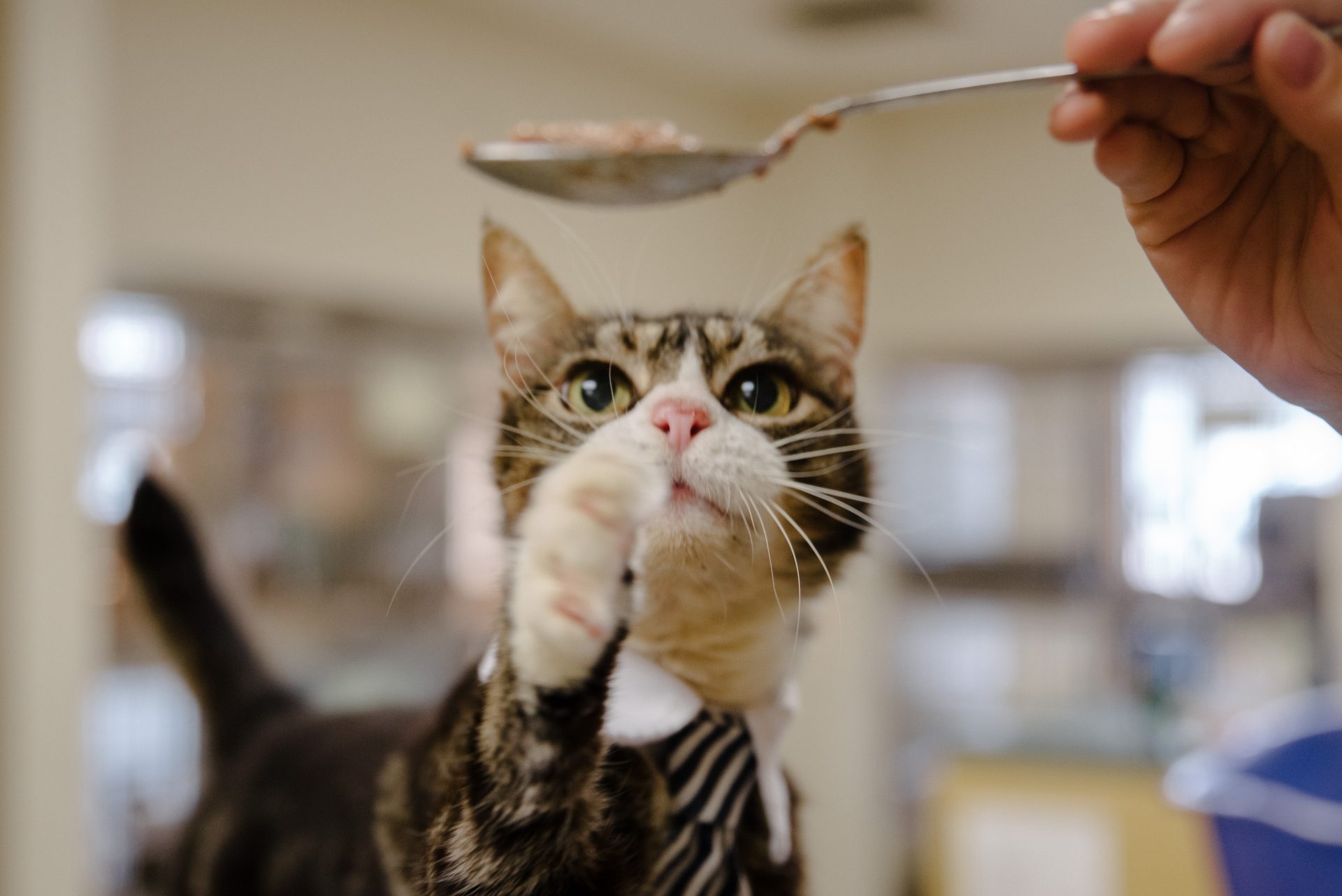 Selecting the Right Diet for Your Pet