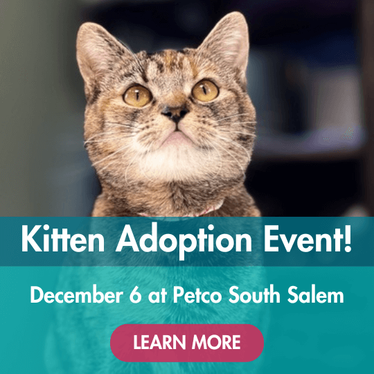 Kitten Adoption Event! | December 6 at Petco South Salem | Learn More