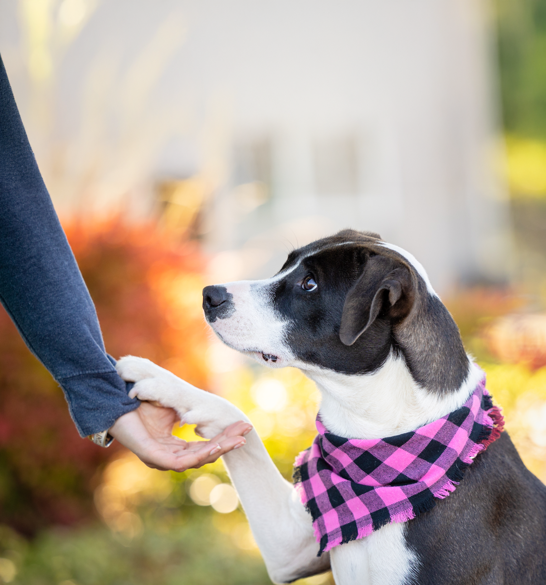 Examples (page title) | Oregon Humane