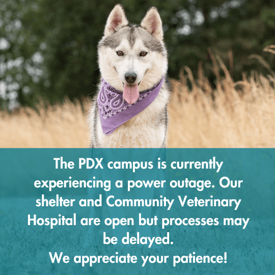 The PDX campus is currently experiencing a power outage. Our shelter and Community Veterinary Hospital are open but processes may be delayed. We appreciate your patience!