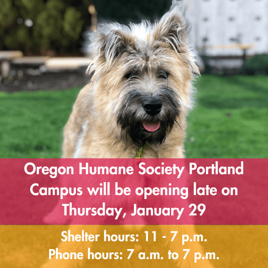 Oregon Humane Society Portland Campus will be opening late on Thursday, January 29
Shelter hours: 11 - 7 p.m.
Phone hours: 7 a.m. to 7 p.m.