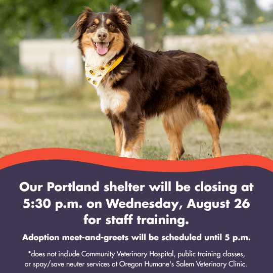 The OHS Portland shelter will be closing at 5:30 p.m. on Wednesday, August 26 for staff training. |
Adoption meet-and-greets will be scheduled until 5 p.m. | *does not include Community Veterinary Hospital, public training classes, or spay/save neuter services at Oregon Humane's Salem Veterinary Clinic.