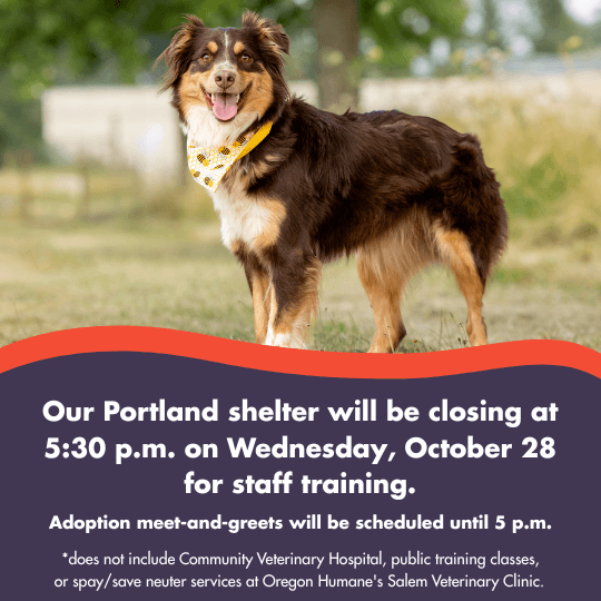 The OHS Portland shelter will be closing at 5:30 p.m. on Wednesday,
October 28 for staff training. |
Adoption meet-and-greets will be scheduled until 5 p.m. | *does not include Community Veterinary Hospital, public training classes, or spay/save neuter services at Oregon Humane's Salem Veterinary Clinic.