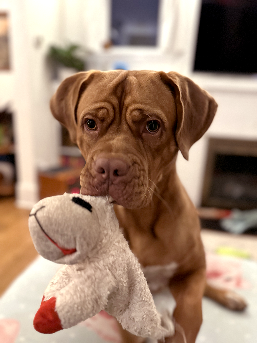 More Than 12K Animals Found Homes in 2025