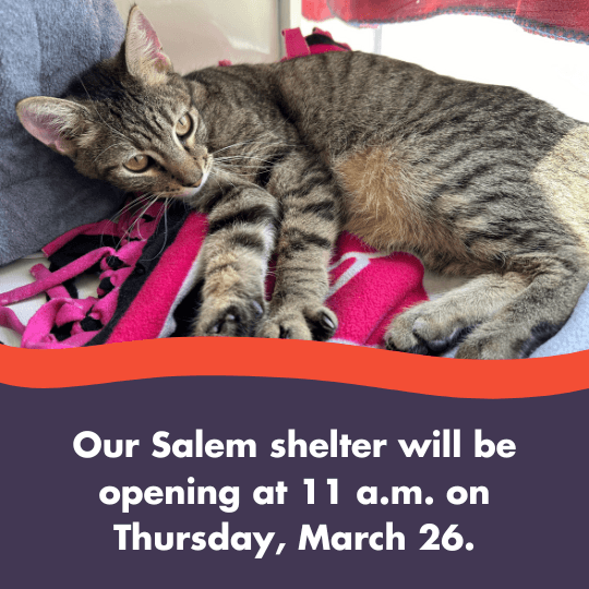 Our Salem shelter will be opening at 11 a.m. on Thursday, March 26.
