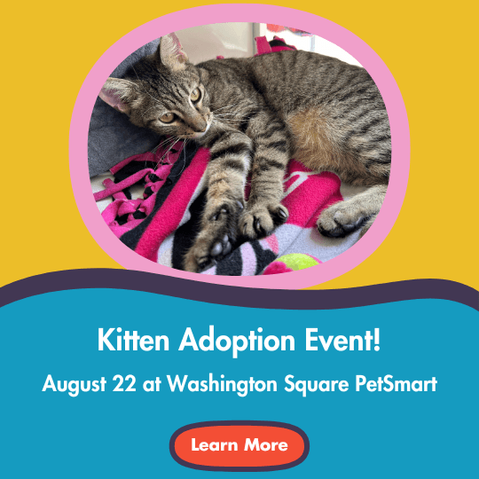 Kitten Adoption Event! | August 22 at Washington Square PetSmart | Learn More