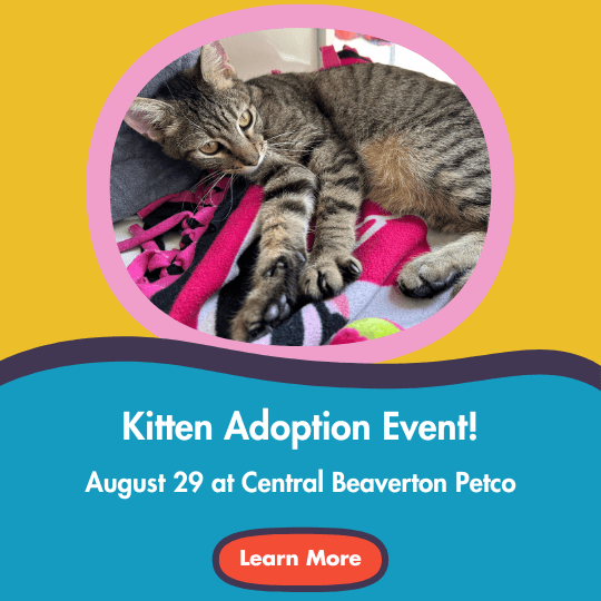 Kitten Adoption Event! | August 29 at Central Beaverton Petco | Learn More