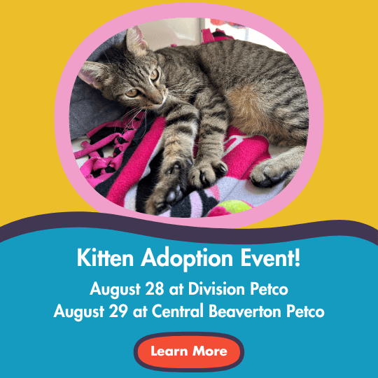 Kitten Adoption Event! | August 28 at Division Petco | August 29 at Central Beaverton Petco | Learn More