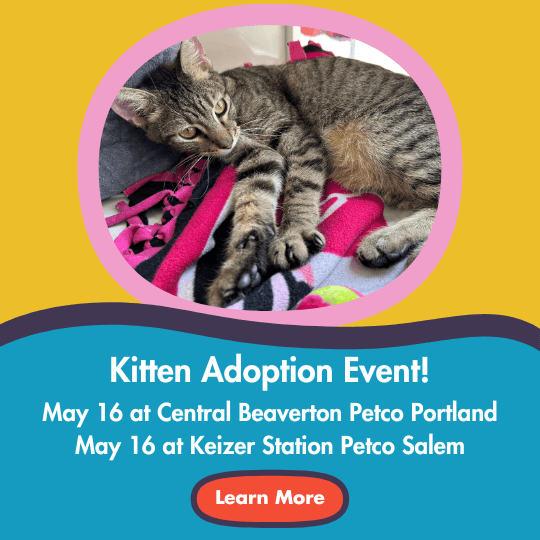 Kitten Adoption Event! | May 16 at Central Beaverton Petco Portland | 
May 16 at Keizer Station Petco Salem | Learn More