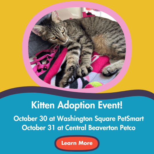 Kitten Adoption Event! | October 30 at Washington Square PetSmart | October 31 at Central Beaverton Petco | Learn More