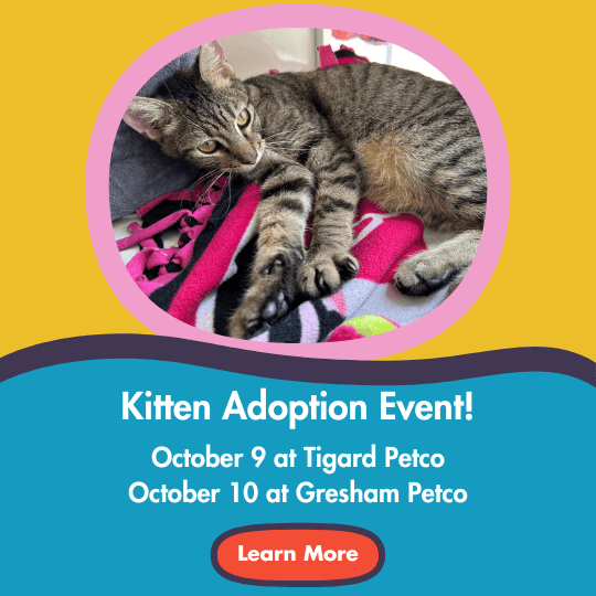 Kitten Adoption Event! | October 9 at Tigard Petco | October 10 at Gresham Petco | Learn More