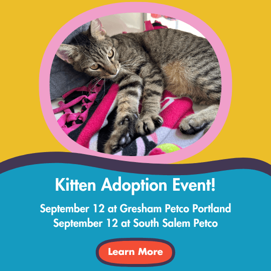Kitten Adoption Event! | September 12 at Gresham Petco Portland | September 12 at South Salem Petco | Learn More