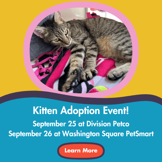 Kitten Adoption Event! | September 25 at Division Petco | September 26 at Washington Square PetSmart | Learn More