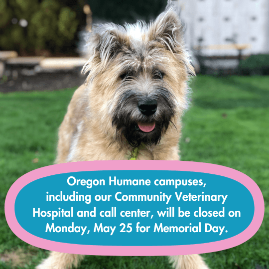 Oregon Humane campuses, including our Community Veterinary Hospital and call center, will be closed on Monday, May 25 for Memorial Day.