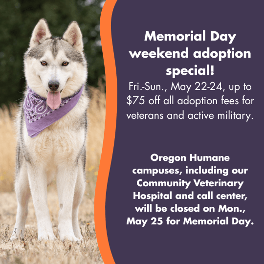 Memorial Day weekend adoption special!
Fri.-Sun., May 22-24, up to $75 off all adoption fees for veterans and active military.
Oregon Humane campuses, including our Community Veterinary Hospital and call center, will be closed on Mon., May 25 for Memorial Day.