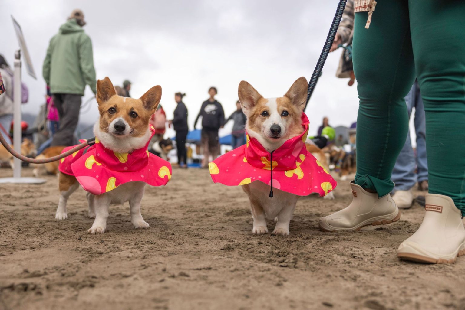 Corgi Beach Takeover | Oregon Humane