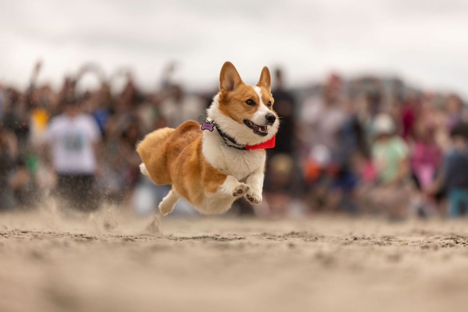 Corgi Beach Takeover | Oregon Humane