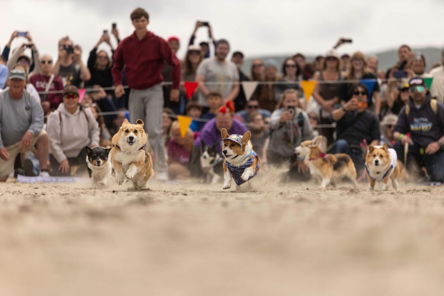 Corgi Beach Takeover | Oregon Humane