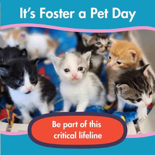 Itโs Foster a Pet Day | Be part of this
critical lifeline