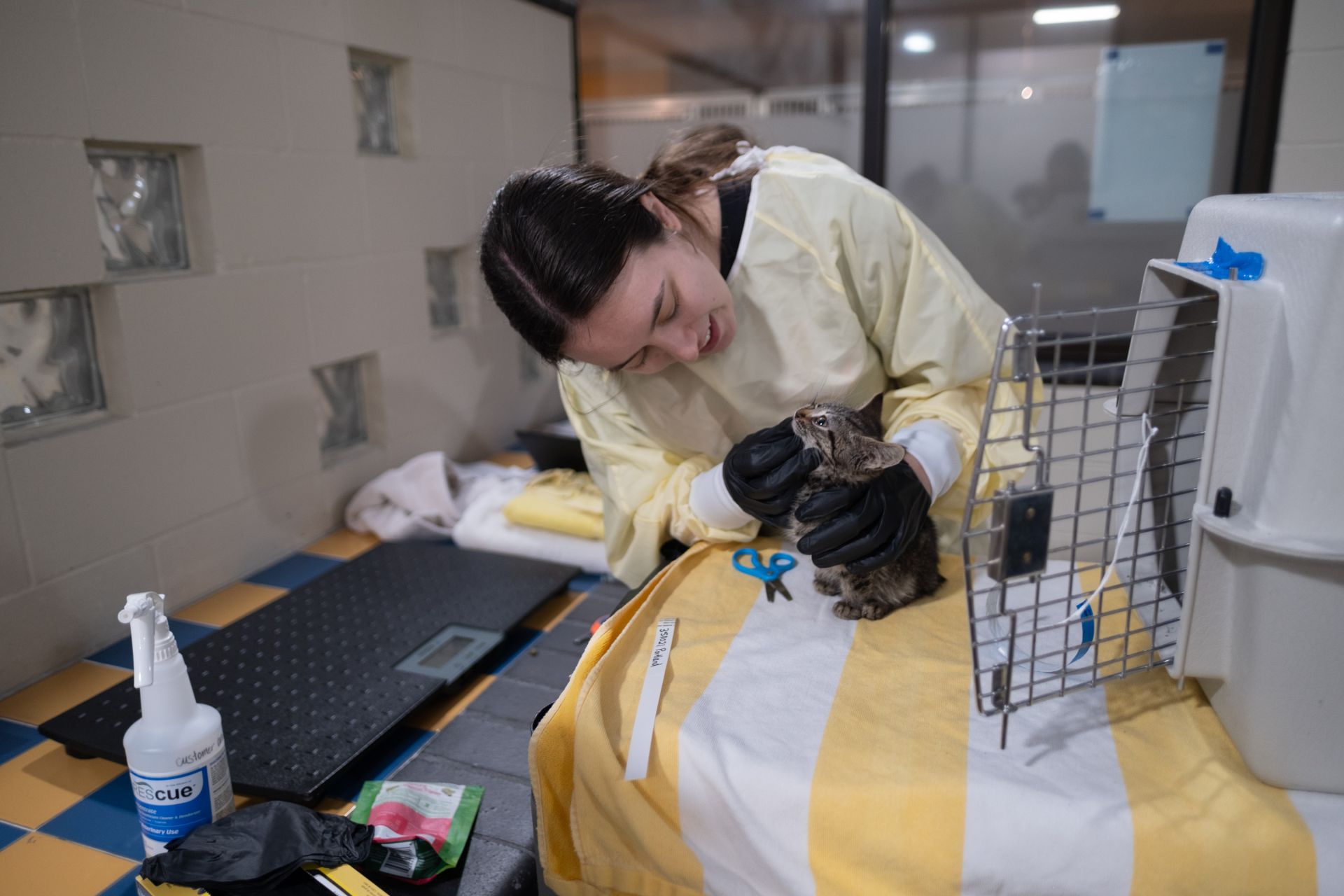More Than 80 Animals Rescued from Neglect 