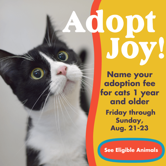 Adopt Joy | Name your adoption fee for cats 1 year and older | Friday through Sunday,
Aug. 21-23 | See Eligible Animals