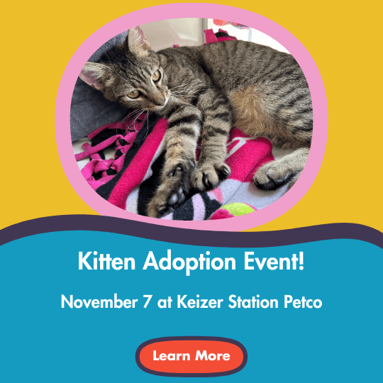 Kitten Adoption Event! | November 7 at Keizer Station Petco \ Learn More